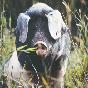 Schwäbisch Hällisches Schwein Schwäbisch Hällisches Schwein